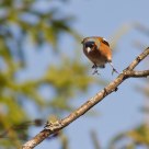 Chaffinch landing in a tree